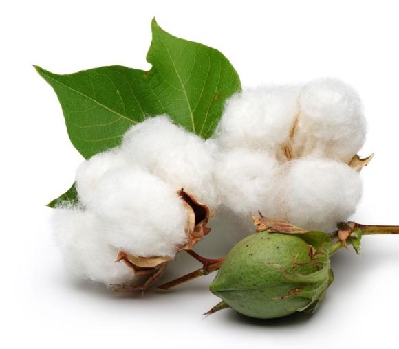 Algodón - origen, fabricación, tipos de algodón y su historia